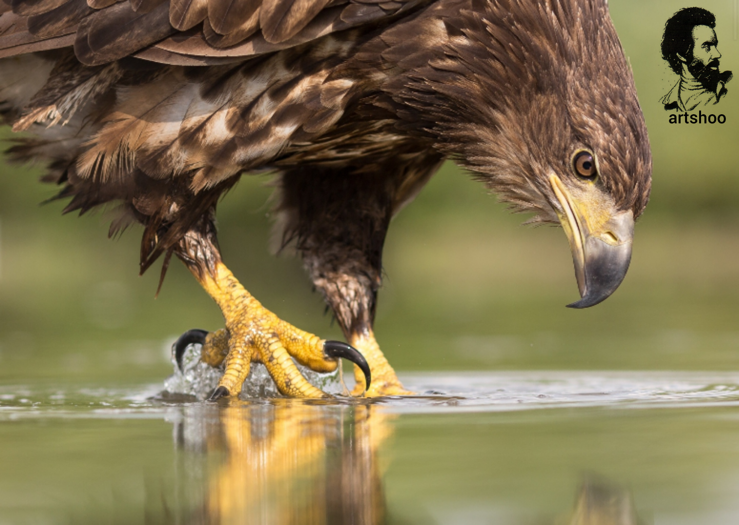 مدل رنگ روغن آب اورژینال